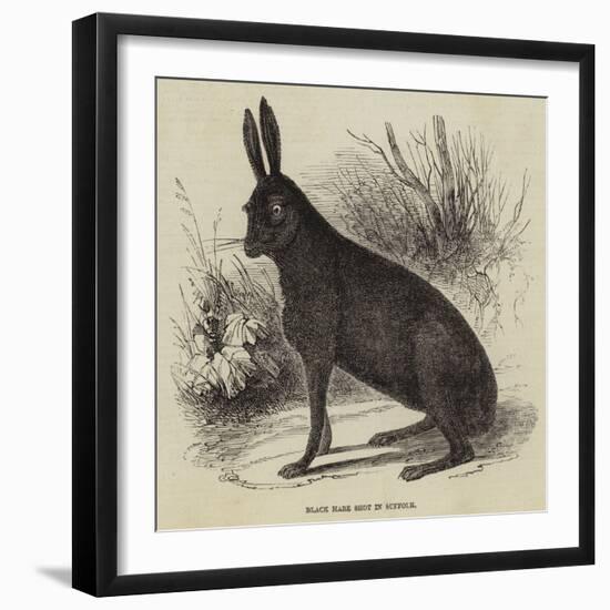 Black Hare Shot in Suffolk-null-Framed Giclee Print