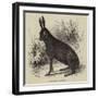 Black Hare Shot in Suffolk-null-Framed Giclee Print