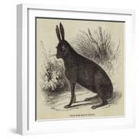Black Hare Shot in Suffolk-null-Framed Giclee Print