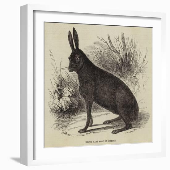 Black Hare Shot in Suffolk-null-Framed Giclee Print