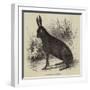 Black Hare Shot in Suffolk-null-Framed Giclee Print