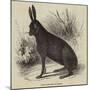 Black Hare Shot in Suffolk-null-Mounted Giclee Print