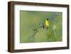 Black-Headed Bunting (Emberiza Melanocephala) Male Perched Singing, Bulgaria, May 2008-Nill-Framed Photographic Print