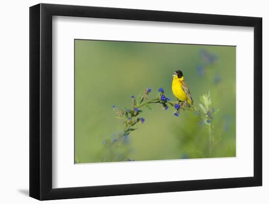 Black-Headed Bunting (Emberiza Melanocephala) Male Perched Singing, Bulgaria, May 2008-Nill-Framed Photographic Print