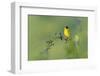 Black-Headed Bunting (Emberiza Melanocephala) Male Perched Singing, Bulgaria, May 2008-Nill-Framed Photographic Print