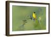 Black-Headed Bunting (Emberiza Melanocephala) Male Perched Singing, Bulgaria, May 2008-Nill-Framed Photographic Print