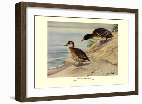 Black-Headed Duck-Louis Agassiz Fuertes-Framed Art Print