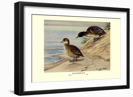 Black-Headed Duck-Louis Agassiz Fuertes-Framed Art Print