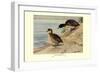 Black-Headed Duck-Louis Agassiz Fuertes-Framed Art Print