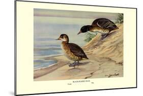 Black-Headed Duck-Louis Agassiz Fuertes-Mounted Art Print