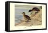 Black-Headed Duck-Louis Agassiz Fuertes-Framed Stretched Canvas