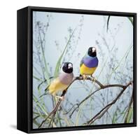 Black-Headed Gouldian Finch Pair-null-Framed Stretched Canvas