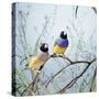 Black-Headed Gouldian Finch Pair-null-Stretched Canvas