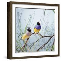 Black-Headed Gouldian Finch Pair-null-Framed Photographic Print