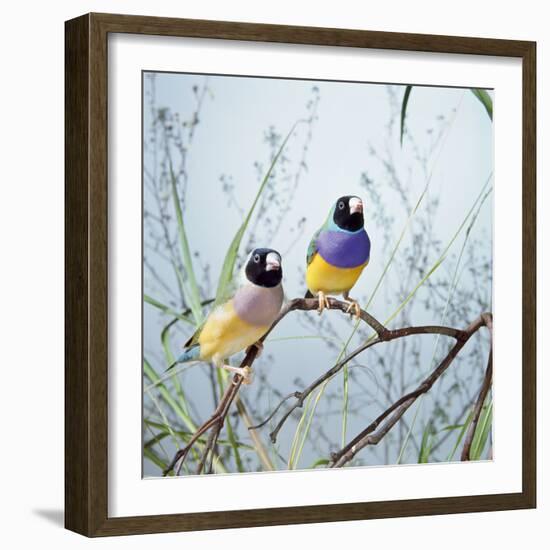 Black-Headed Gouldian Finch Pair-null-Framed Photographic Print