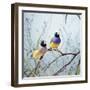 Black-Headed Gouldian Finch Pair-null-Framed Photographic Print