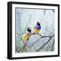 Black-Headed Gouldian Finch Pair-null-Framed Photographic Print