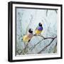 Black-Headed Gouldian Finch Pair-null-Framed Photographic Print