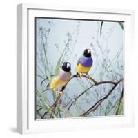 Black-Headed Gouldian Finch Pair-null-Framed Photographic Print