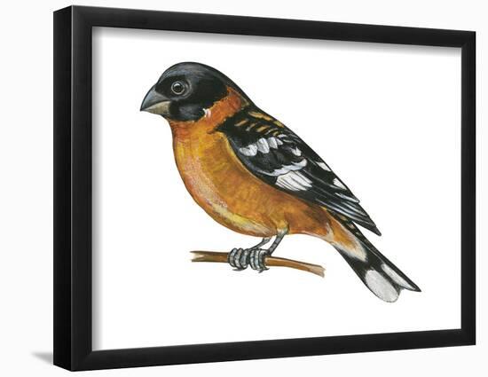 Black-Headed Grosbeak (Pheucticus Melanocephalus), Birds-Encyclopaedia Britannica-Framed Poster