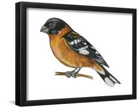 Black-Headed Grosbeak (Pheucticus Melanocephalus), Birds-Encyclopaedia Britannica-Framed Poster