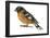 Black-Headed Grosbeak (Pheucticus Melanocephalus), Birds-Encyclopaedia Britannica-Framed Poster