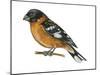 Black-Headed Grosbeak (Pheucticus Melanocephalus), Birds-Encyclopaedia Britannica-Mounted Poster