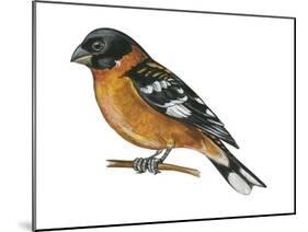 Black-Headed Grosbeak (Pheucticus Melanocephalus), Birds-Encyclopaedia Britannica-Mounted Poster