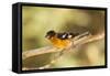 Black-Headed Grosbeak-Joe McDonald-Framed Stretched Canvas