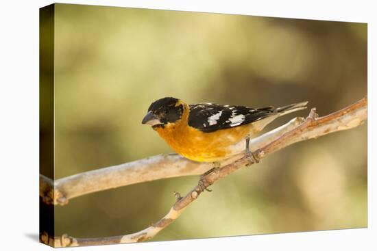 Black-Headed Grosbeak-Joe McDonald-Stretched Canvas