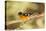 Black-Headed Grosbeak-Joe McDonald-Stretched Canvas