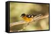 Black-Headed Grosbeak-Joe McDonald-Framed Stretched Canvas