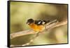 Black-Headed Grosbeak-Joe McDonald-Framed Stretched Canvas