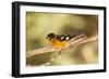 Black-Headed Grosbeak-Joe McDonald-Framed Photographic Print