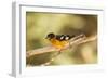 Black-Headed Grosbeak-Joe McDonald-Framed Photographic Print