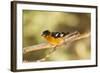 Black-Headed Grosbeak-Joe McDonald-Framed Photographic Print