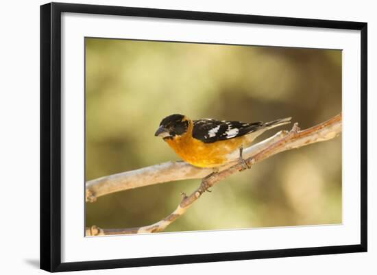 Black-Headed Grosbeak-Joe McDonald-Framed Photographic Print