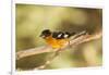 Black-Headed Grosbeak-Joe McDonald-Framed Photographic Print