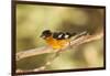 Black-Headed Grosbeak-Joe McDonald-Framed Photographic Print