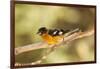 Black-Headed Grosbeak-Joe McDonald-Framed Photographic Print