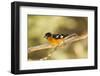 Black-Headed Grosbeak-Joe McDonald-Framed Photographic Print