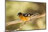 Black-Headed Grosbeak-Joe McDonald-Mounted Photographic Print