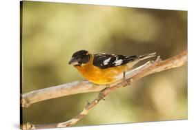 Black-Headed Grosbeak-Joe McDonald-Stretched Canvas