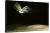 Black-Headed Gull (Chroicocephalus Ridibundus) in Flight, Cheshire, UK-Ben Hall-Stretched Canvas