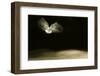 Black-Headed Gull (Chroicocephalus Ridibundus) in Flight, Cheshire, UK-Ben Hall-Framed Photographic Print