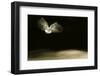 Black-Headed Gull (Chroicocephalus Ridibundus) in Flight, Cheshire, UK-Ben Hall-Framed Photographic Print