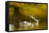 Black Headed Gull (Chroicocephalus Ridibundus) Taking Flight, Artistically Blurred Photograph-Ben Hall-Framed Stretched Canvas