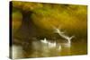 Black Headed Gull (Chroicocephalus Ridibundus) Taking Flight, Artistically Blurred Photograph-Ben Hall-Stretched Canvas