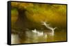 Black Headed Gull (Chroicocephalus Ridibundus) Taking Flight, Artistically Blurred Photograph-Ben Hall-Framed Stretched Canvas