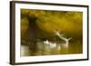 Black Headed Gull (Chroicocephalus Ridibundus) Taking Flight, Artistically Blurred Photograph-Ben Hall-Framed Photographic Print